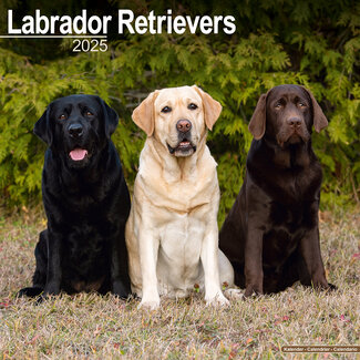 Avonside Calendario misto Labrador Retriever 2025