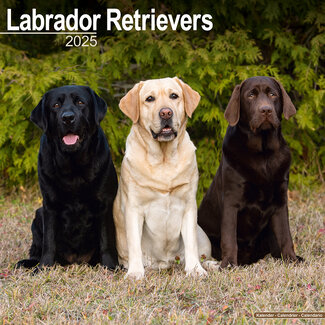 Avonside Labrador Retriever Mischling Kalender 2025