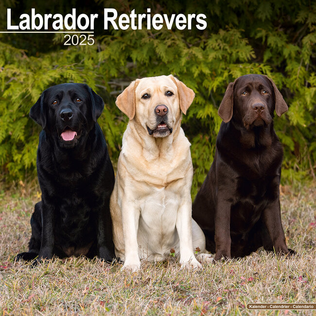 Avonside Calendario misto Labrador Retriever 2025