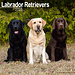 Avonside Labrador Retriever Mixed Kalender 2025