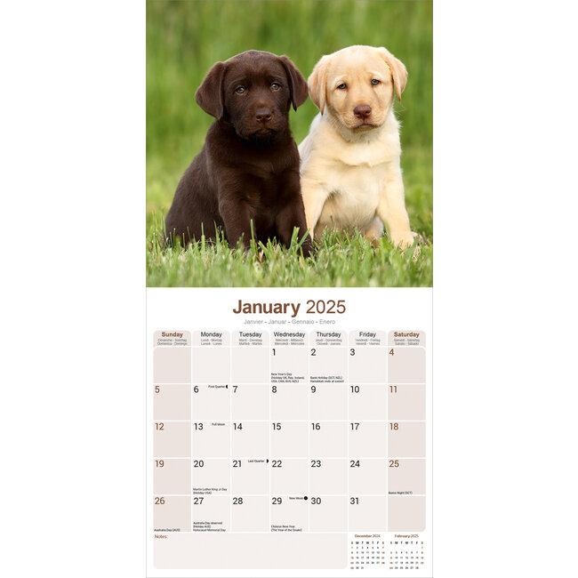 Buy Labrador Retriever Calendar 2025 Order easily online Kalenderwinkel.nl
