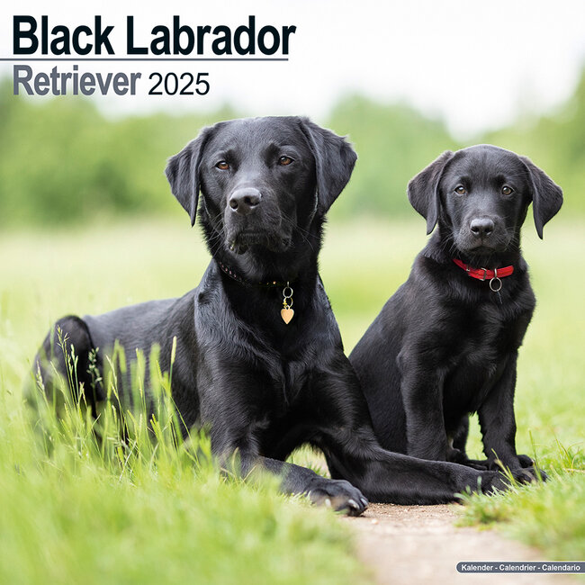 Avonside Labrador Retriever Schwarzer Kalender 2025