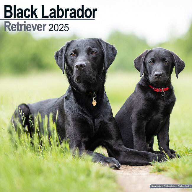 Calendario nero del Labrador Retriever 2025