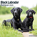 Avonside Labrador Retriever Black Calendar 2025