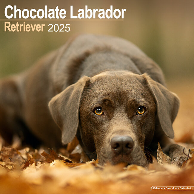 Calendario Labrador Retriever Brown 2025