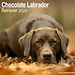 Avonside Labrador Retriever Calendrier brun 2025