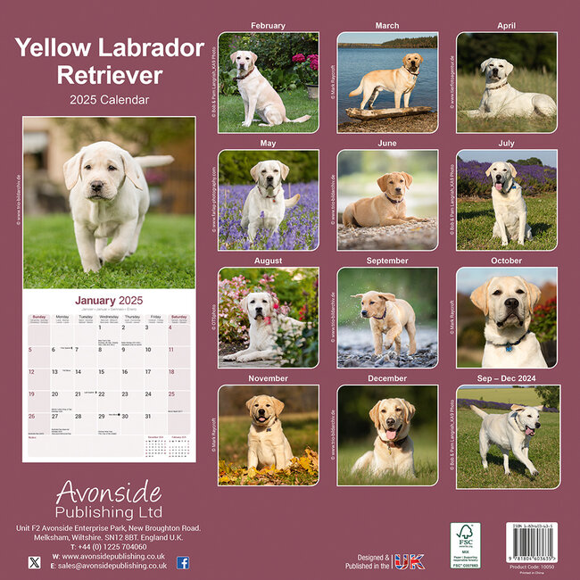 Labrador Retriever Blond Kalender 2025 Kopen? Bestel eenvoudig onlin