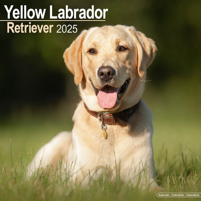 Calendario Labrador Retriever Rubio 2025