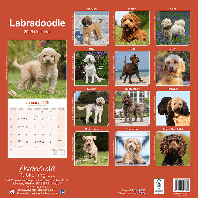 Buy Labradoodle Calendar 2025 Order easily online Kalenderwinkel.nl