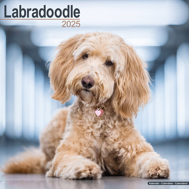 Labradoodle Calendar 2025