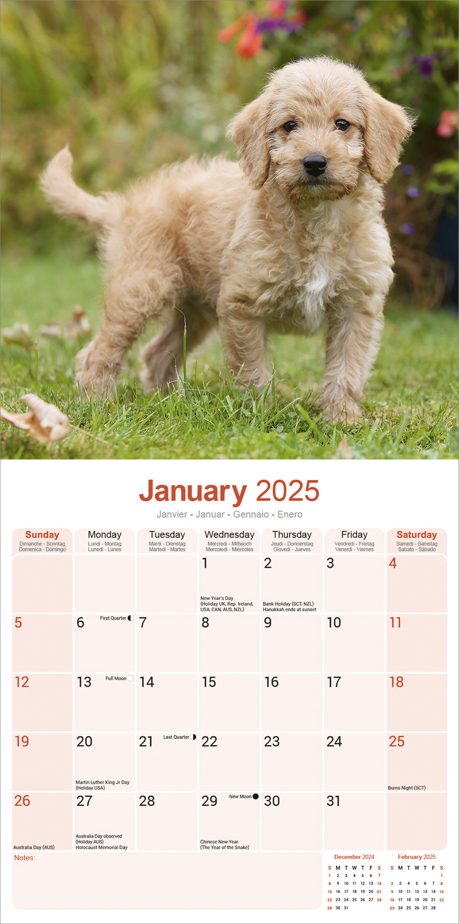 Buy Labradoodle Calendar 2025 Order easily online Kalenderwinkel.nl