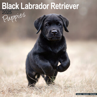 Avonside Labrador Retriever Black Puppies Calendar 2025