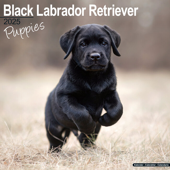 Labrador Retriever Black Puppies Calendar 2025