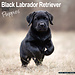 Avonside Calendario dei cuccioli di Labrador Retriever neri 2025