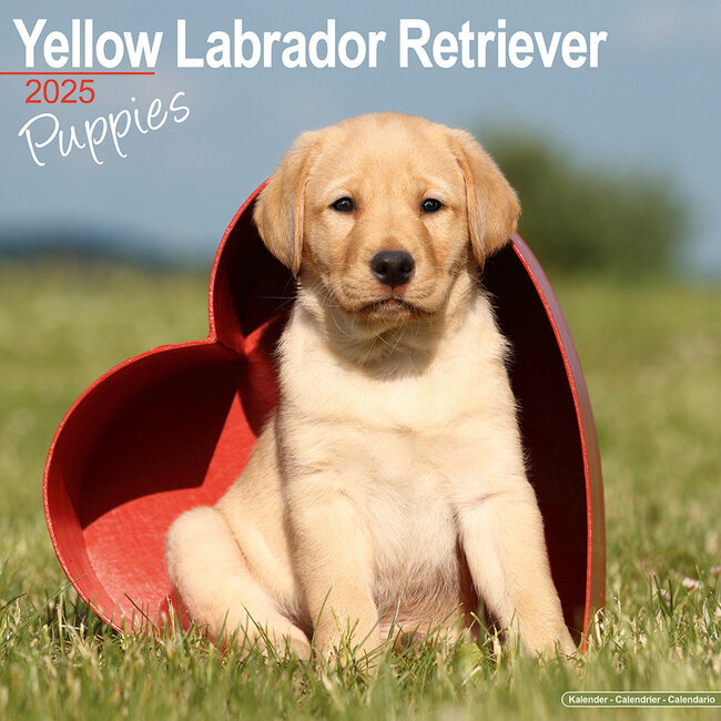 Labrador Retriever Blonde Puppies Calendar 2025