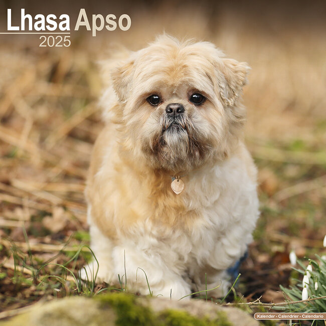 Avonside Calendrier Lhassa Apso 2025