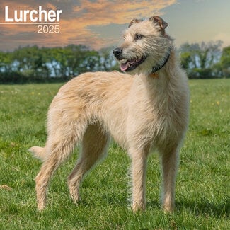 Avonside Calendario Lurcher 2025