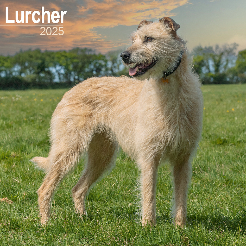 Lurcher Kalender 2025 Kopen? Bestel eenvoudig Online Kalenderwinkel.nl