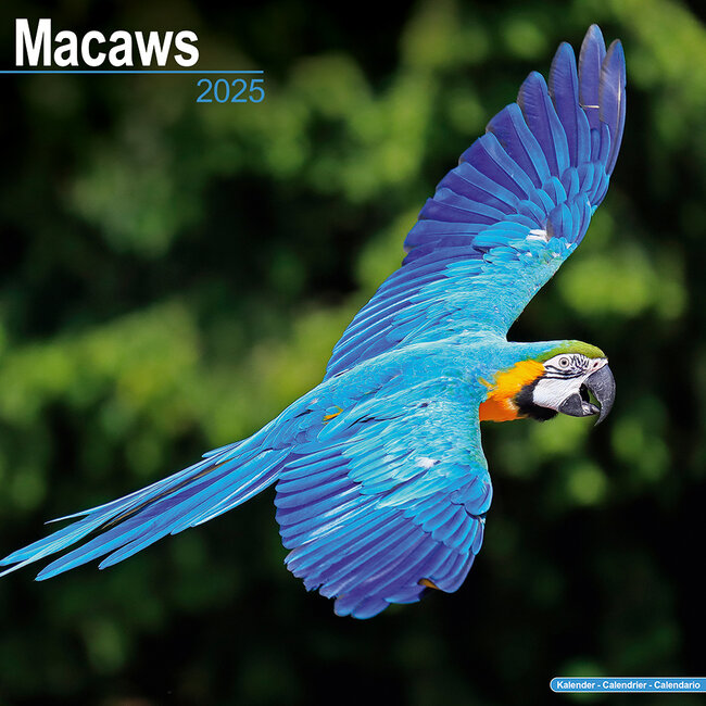 Macaw Calendar 2025