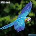 Avonside Macaw Calendar 2025
