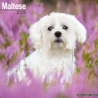 Avonside Calendario maltese 2025