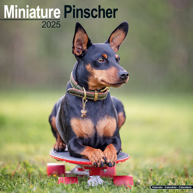 Calendario Pinscher in miniatura 2025