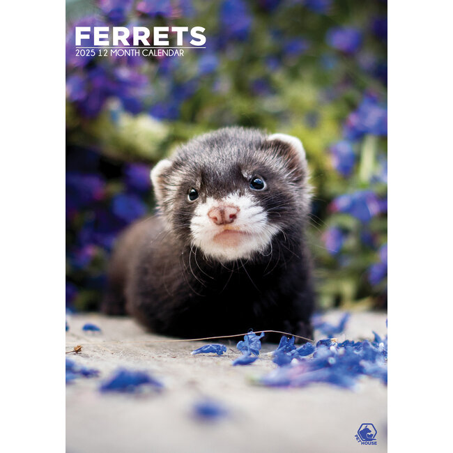 Ferrets A3 Calendar 2025