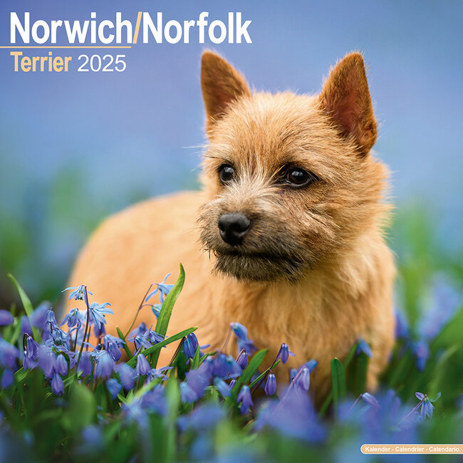 Calendrier Norwich et Norfolk Terrier 2025