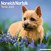 Avonside Norwich und Norfolk Terrier Kalender 2025