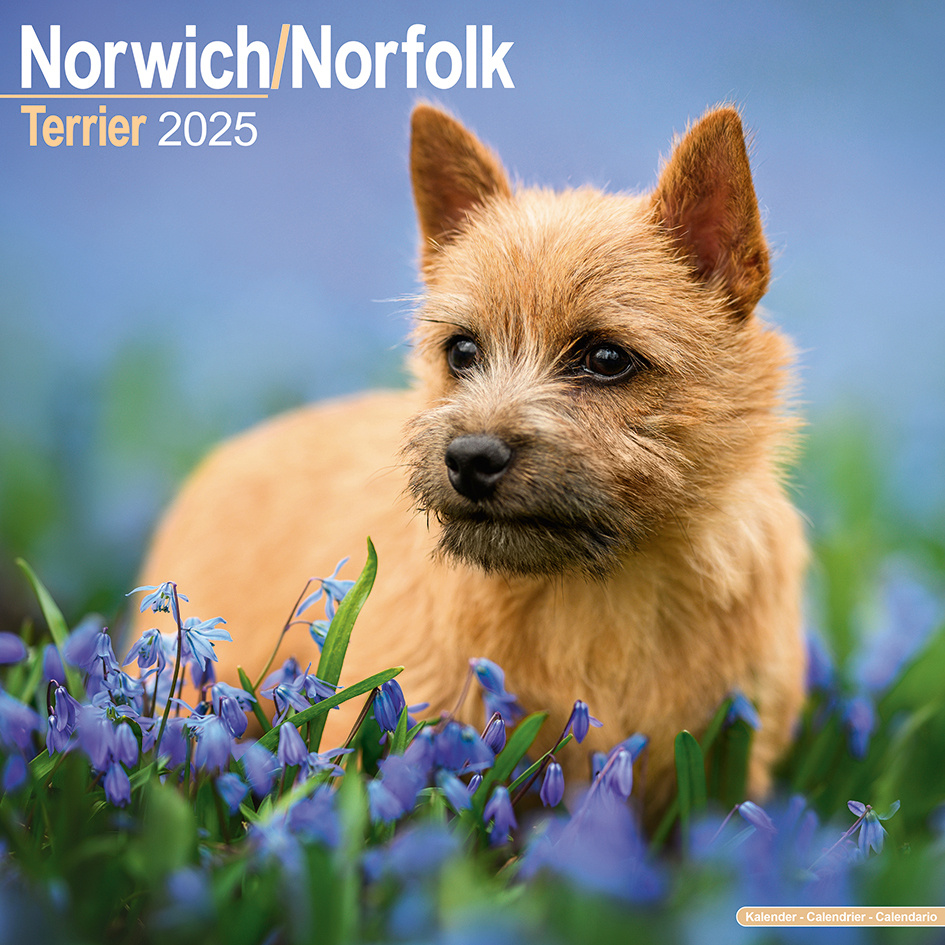 el calendario 2025 de Norwich y Norfolk Terrier? Pídalo