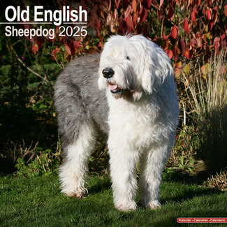 Avonside Bobtail / Old English Sheepdog Calendar 2025
