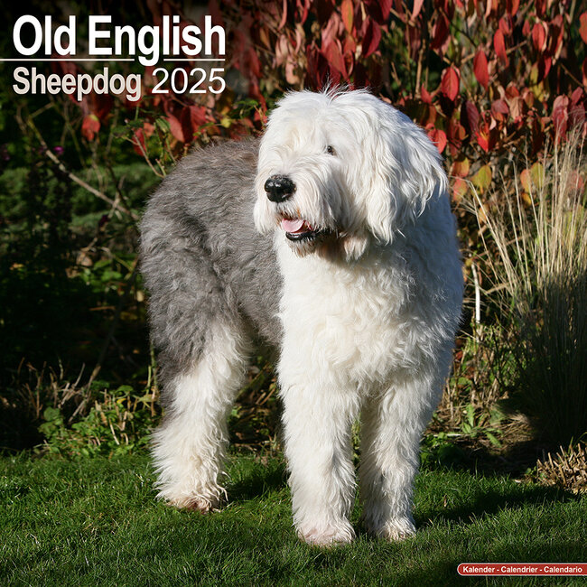 Bobtail / Old English Sheepdog Calendar 2025