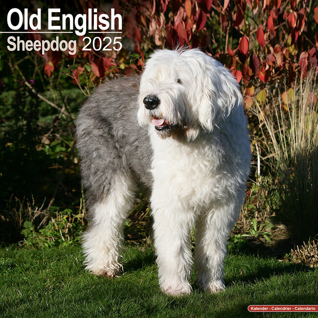 Bobtail / Old English Sheepdog Kalender 2025
