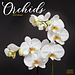 Avonside Calendrier des orchidées 2025