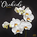 Avonside Orchid Calendar 2025