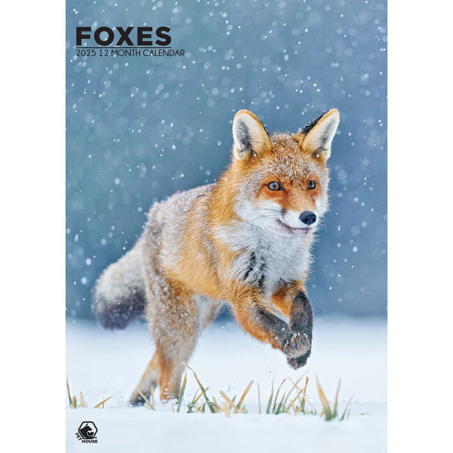 Foxes A3 Calendar 2025