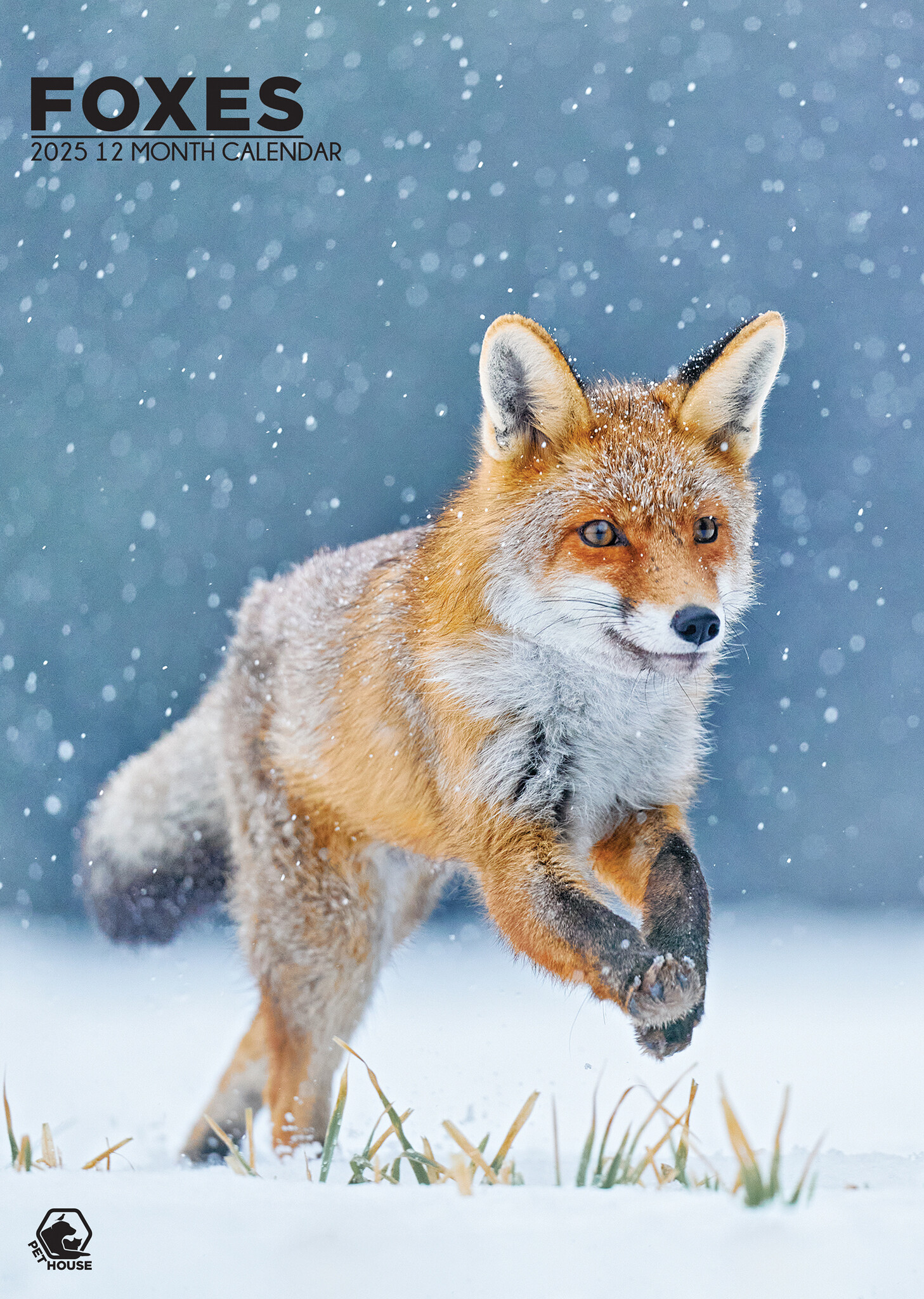 Buying Foxes A3 Calendar 2025? Order online quickly and easily