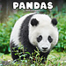 Avonside Panda Kalender 2025