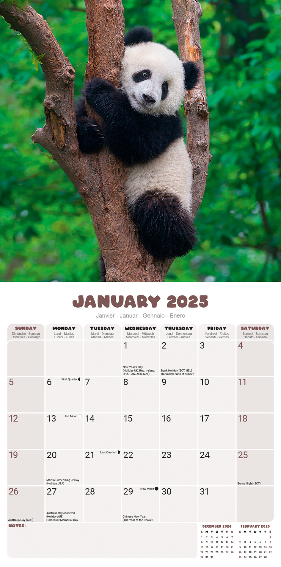 Buying Panda Calendar 2025? Simply order online Kalenderwinkel.nl