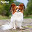 Avonside Papillon Calendar 2025