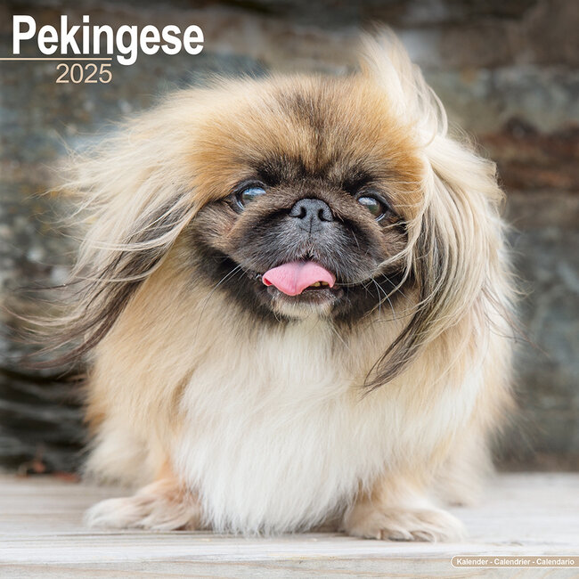 Avonside Pekingees Kalender 2025