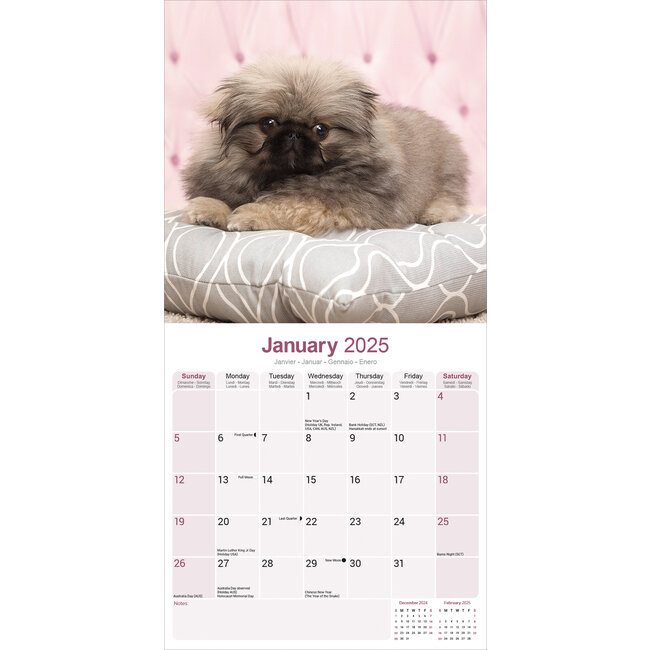 Buying Pekingese Calendar 2025 Order easily online Kalenderwinkel.nl