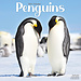 Avonside Calendrier Pingouin 2025