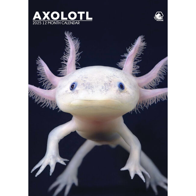 Axolotl A3 Calendar 2025