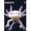 Axolotl A3 Calendar 2025