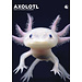 CalendarsRUs Axolotl A3 Calendar 2025