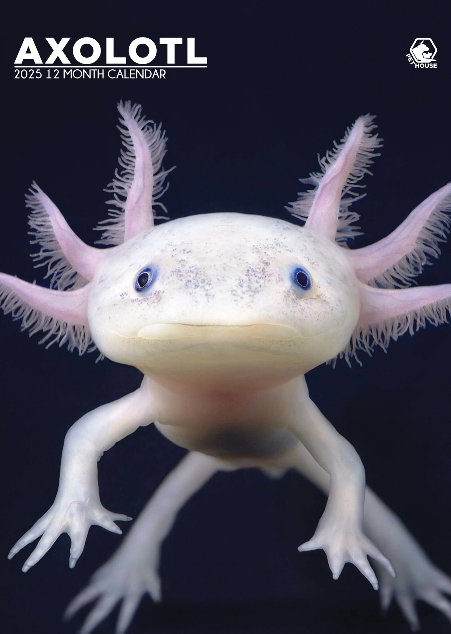 Axolotl A3 Kalender 2025