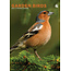 CalendarsRUs Garden birds A3 Calendar 2025