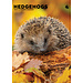 CalendarsRUs Hedgehogs A3 Calendar 2025