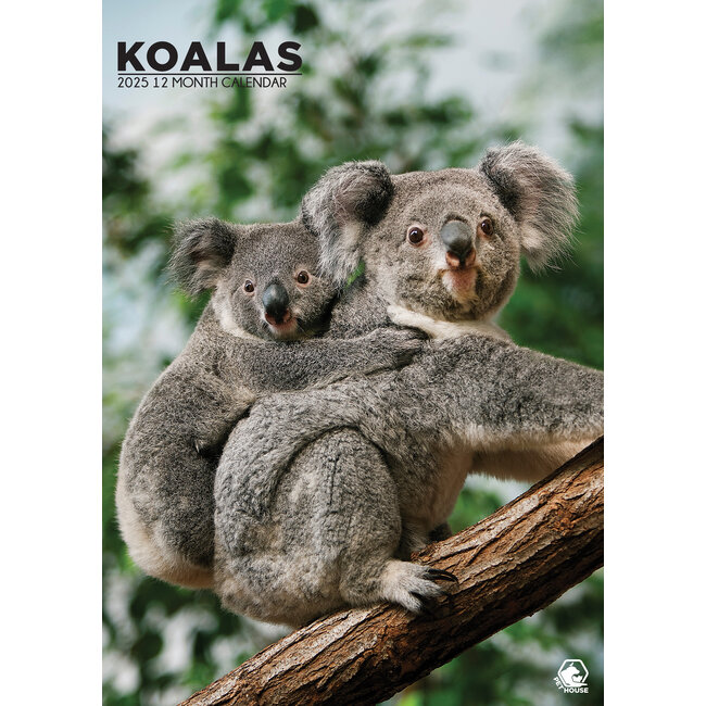 Koalas A3 Calendar 2025